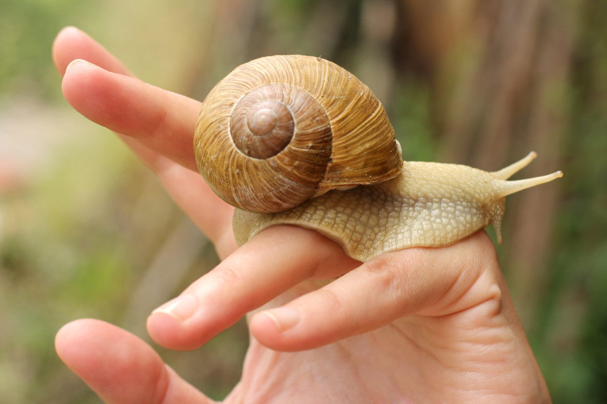 bave d'escargot
