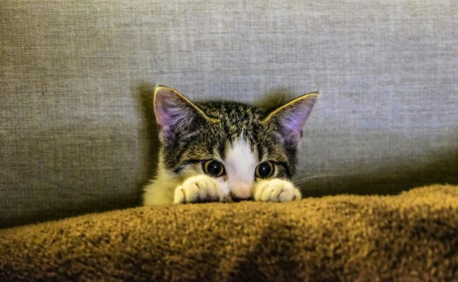 petit chat